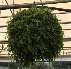 Dallas Fern HB (Extra Large-Grower 570)